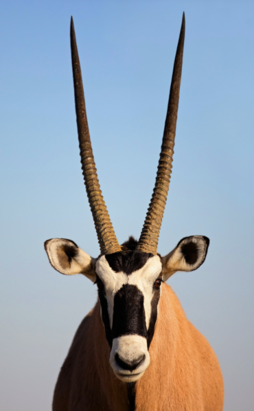 Namibia's Wildlife